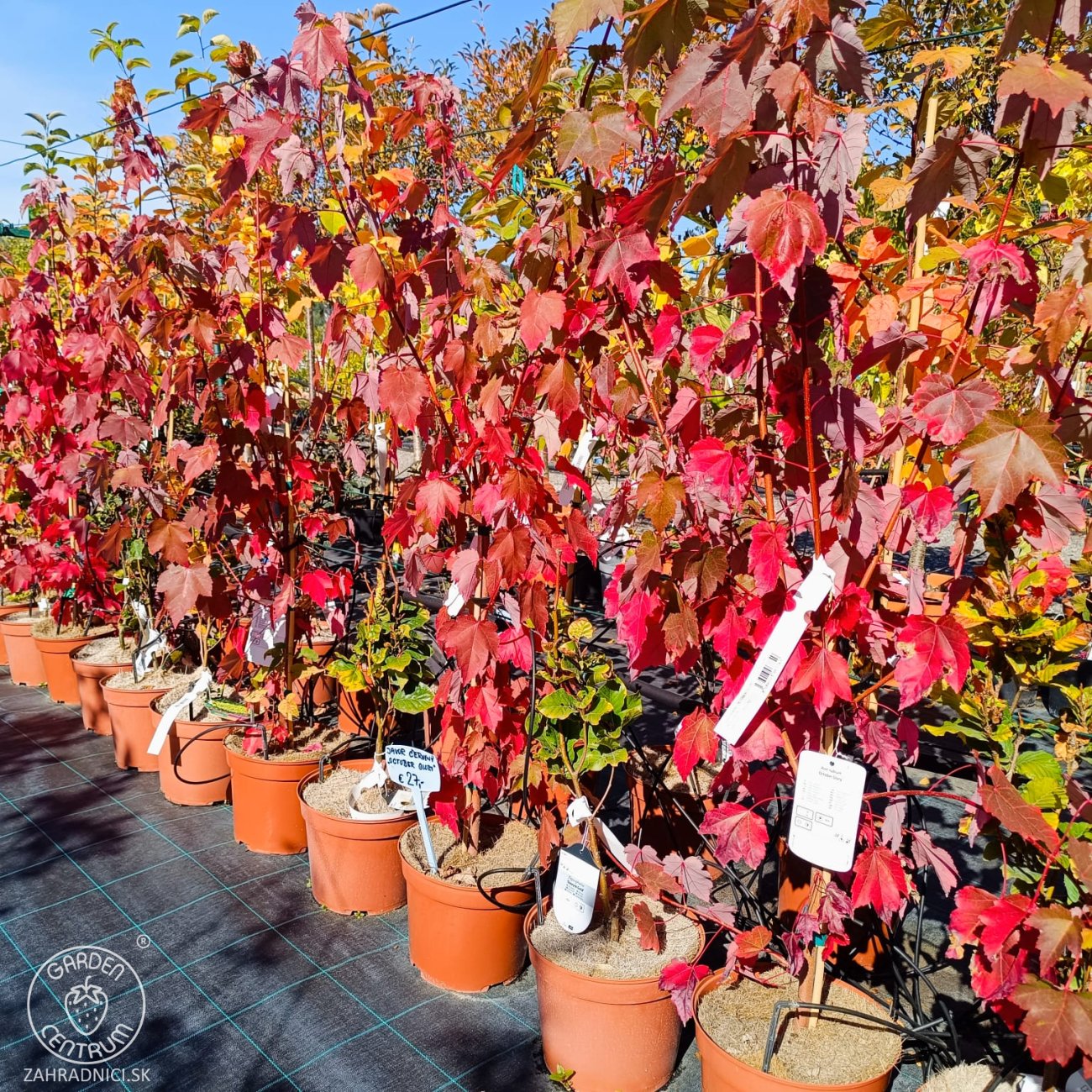 Obrázok Javor červený (Acer rubrum) ‘OCTOBER GLORY’- výška 70-100 cm, kont. C5L